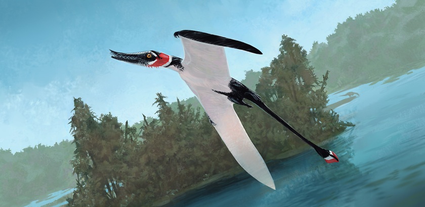 Rhamphorhynchus by unknown author. It is one of the most accurate depictions of the animal.